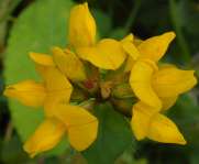 Greater Bird's foot Trefoil