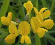 Horseshoe Vetch