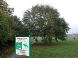 Elm in Durant's Park Enfield which has not produced White-letter