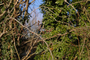 Elm close to bud burst 04.02.07