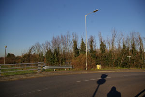 Roadside elm near Ware