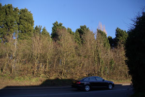 Row of elm on main road at Great Amwell