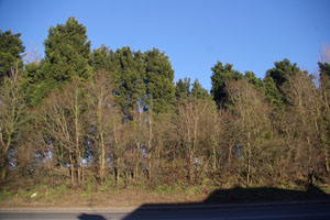 Row of elm on main road at Great Amwell