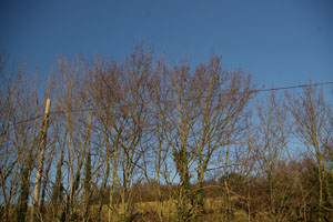 Roadside elm near Ware