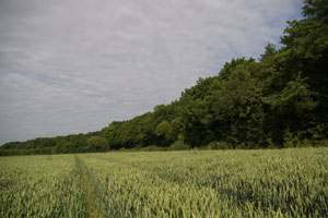 Marshland Wood (TL4214) June 2006