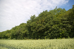 Marshland Wood (TL4214) June 2006