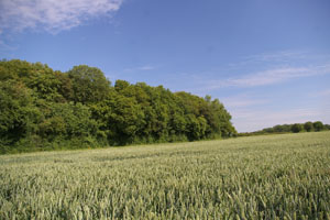 Marshland Wood (TL4214) June 2006