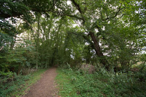 Elm trees near Much Hadham