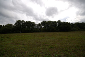 Elm trees near Much Hadham