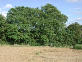 Elm trees close to the River Stort near Sawbridgeworth