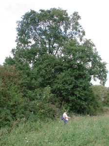 Elm trees close to the River Stort near Sawbridgeworth