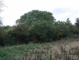 Elm trees close to the River Stort near Sawbridgeworth