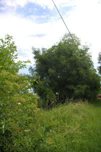near Stonards (TL4515) June 2006