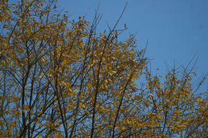 Autumn buds already visible - Liz Goodyear