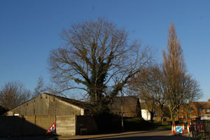 Mature elm by the old Co-op dairy