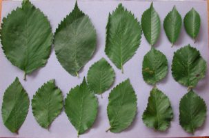 A selection of elm leaves