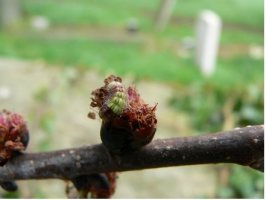 1st instar larva - Rob Thorne - Martin Greenland