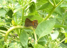 Mating pair of White-letter Hairstreak 2006 - Colin Jupp