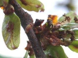 2nd instar larvae (2) in developing seed cluster  - Martin Greenland