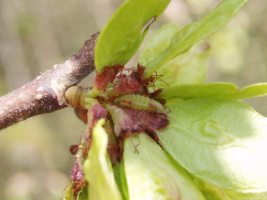 2nd instar larva (and feeding damage) - Martin Greenland