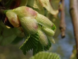 3rd instar larva among unfurled leaves (note black head)- Martin Greenland