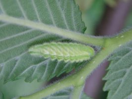 4th instar larva - Martin Greenland