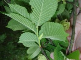 4th instar larva in typical position under a wych elm leaf - Martin Greenland