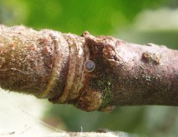 Egg on girdle scar - Martin Greenland