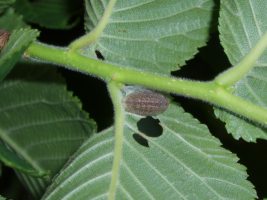 Final stage larva in position prior to pupation- Martin Greenland