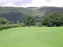 SH7400 single healthy elm at 10km level - Andrew Middleton