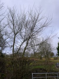 Elm in target square SJ035475 Bodynlliw, Bettws Gwerfil Goch, Denbighshire - Gavin Woodman