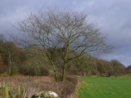 Elm in target square SJ036476 Bodynlliw, Bettws Gwerfil Goch, Denbighshire - Gavin Woodman