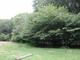 SJ0401 - 30m of short Wych-elm at SJ040013 worth a look in the flight season- Andrew Middleton