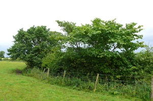 Hedgerow elm 2km level SJ6041 - Gavin Woodman