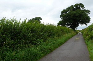 SJ6140 Small leaved elm hedgerow target square - Gavin Woodman