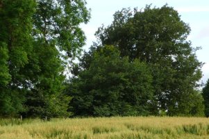 Elm on edge of small wood target square SJ7623 - Gavin Woodman