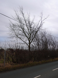 SK070024 elm at 2km level - Gavin Woodman