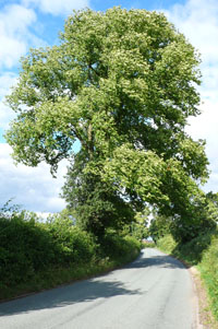 SK2021 large elm at 2km level - Gavin Woodman