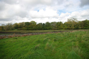 SN0107 view and elm at 1km level - Liz Goodyear