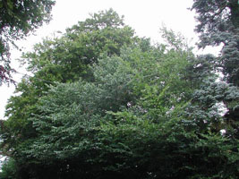 SN9767 large roadside elm found at 10km level - Andrew Middleton