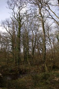 SO0126 roadside/wood edge wych elm at 10km level near Brecon, 1 hatched egg found - Liz Goodyear