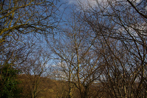 SO2321 wych elm at 10km level near Llanbedr - Liz Goodyear