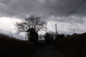 SO5118 hedgerow elm at 2km level near Llangrove, 1 hatched egg found - Liz Goodyear