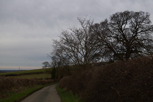 SO9339 small elm retained in hedge at 1km level - Liz Goodyear