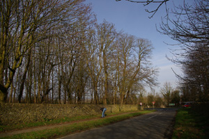 SP2326 - some elm trees at 10km but just out of the 2km - Liz Goodyear