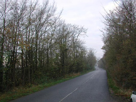 SP4448 - at 2km level, roadside elm - Andrew Middleton