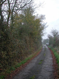 SP4558 - road side elm just outside the 1km target - Andrew Middleton