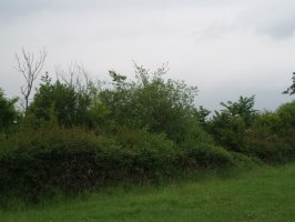 SP5909 elm at 1km level - Martin Greenland