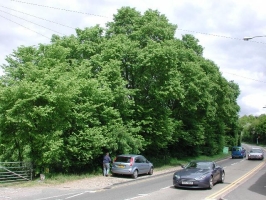 SP9602 Chesham elm at 1km level - Andrew Middleton