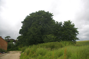 SP9746 near Kempston, Beds - Liz Goodyear